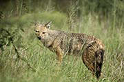 Sidestriped Jackal Okavango